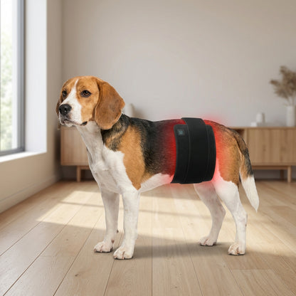 PETALITY's Red Light Belt for Dogs + The Petality Prevention Protocol