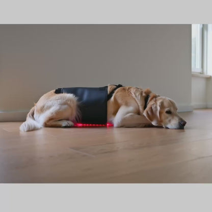 PETALITY's Red Light Belt for Dogs + The Petality Prevention Protocol