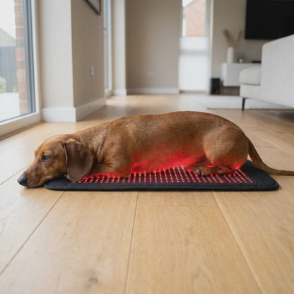 Red Light Therapy Belt for Dogs